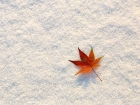 2011-10-16蜂蜜罐里的秋色（絮）